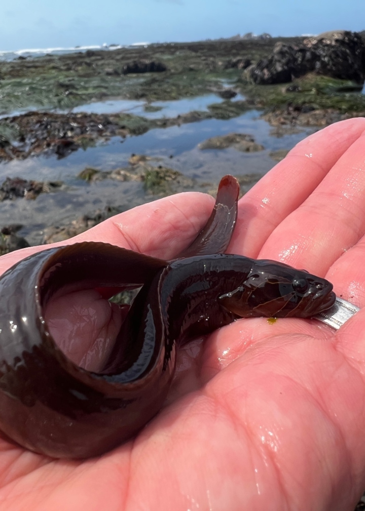 Black Prickleback